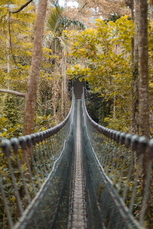 Immagine gratuita di alberi, avventura, corda