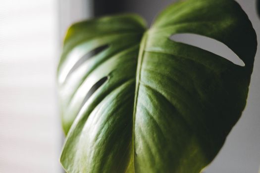 Detailed view of a green Monstera leaf with natural light highlighting its texture and distinctive holes.. pexels, detailed, 