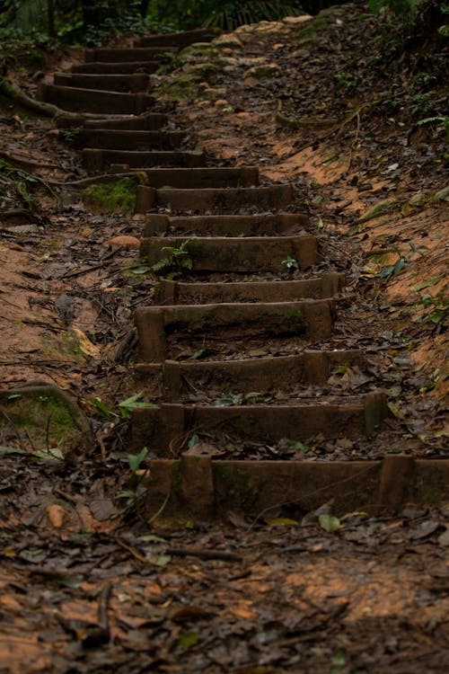 Forest Path with Steps Up