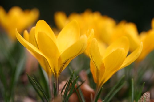 Free Close-up of vibrant yellow crocuses blooming in a field, signaling springtime beauty. Stock Photo