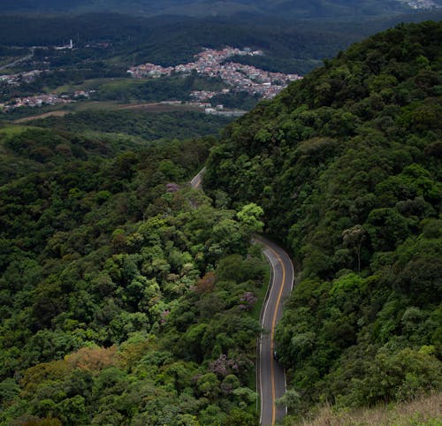 Aerial View of an Asphalt Road in the Middle of the Forest