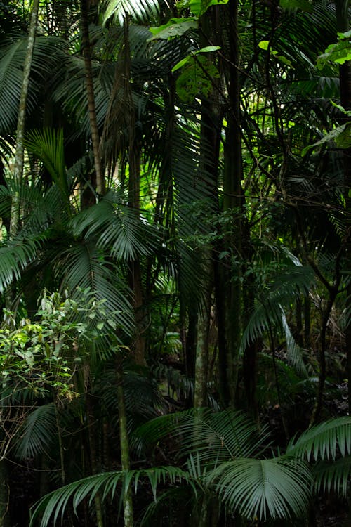 Green Leaves and Plants