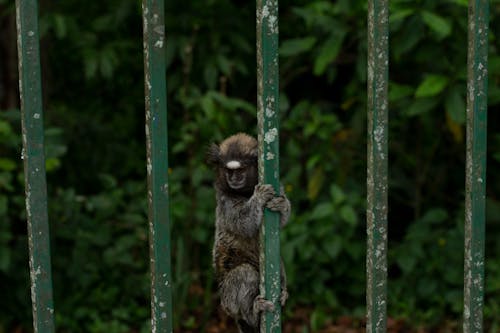 Free Brown Monkey on Brown Wooden Stick Stock Photo