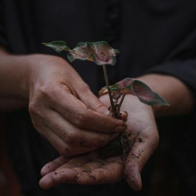 Hands holding a seedling in dark soil, photo by Fadly Gaffar on Pexels