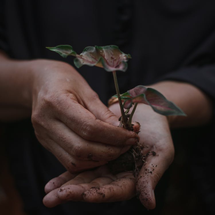 Hand Holding Plant Sapling