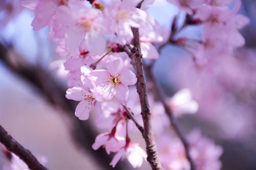 Gratis stockfoto met bloeien, bloem fotografie, bloemen