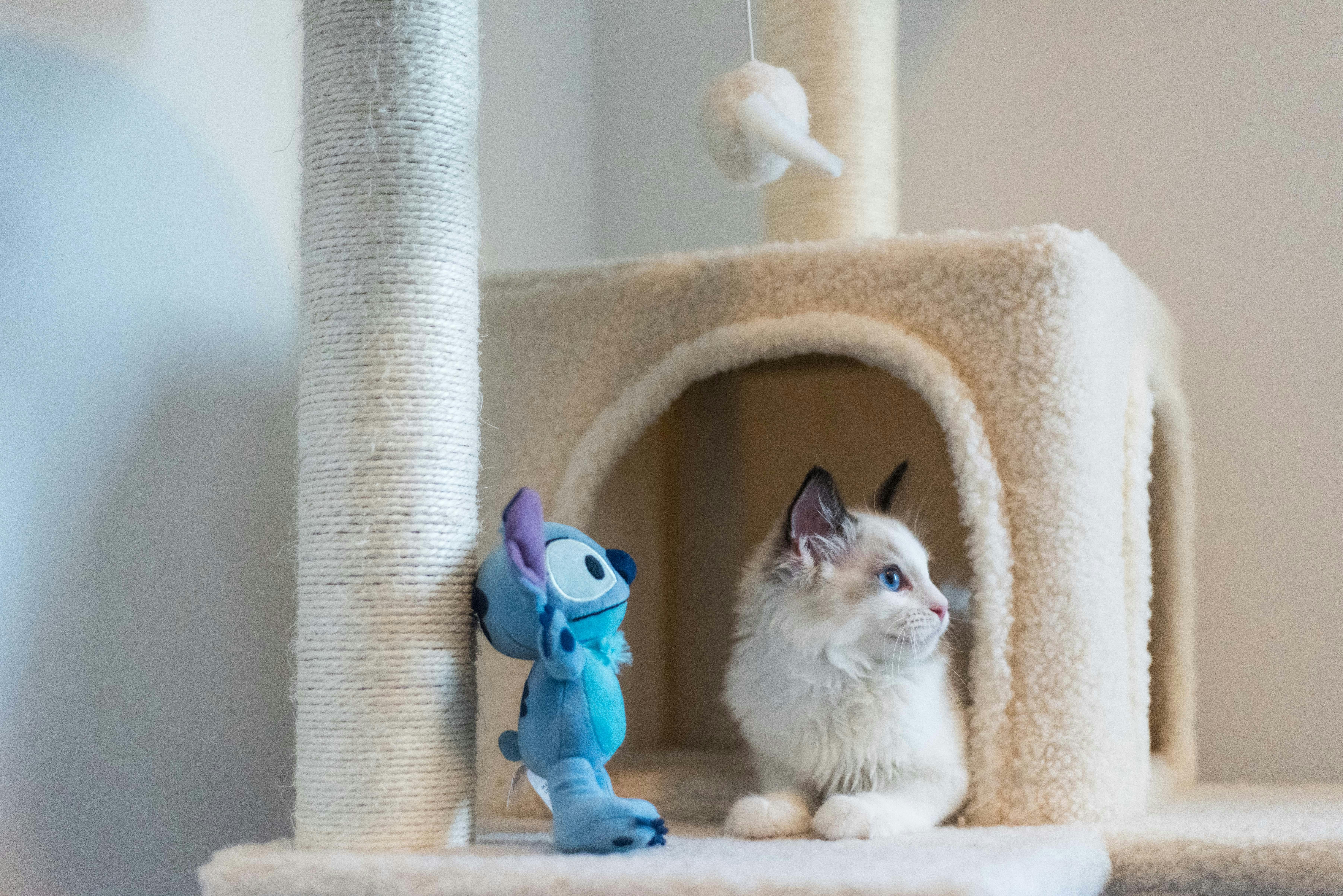 White Kitten on a Scratching Post with Toys