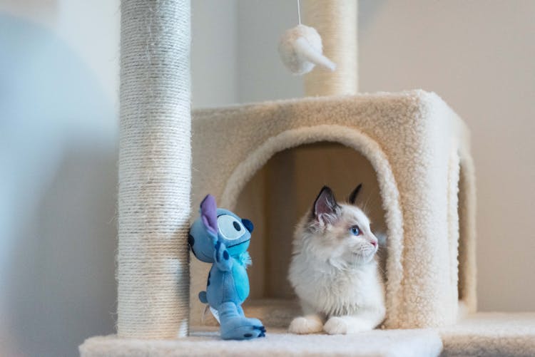 White Kitten On A Scratching Post With Toys