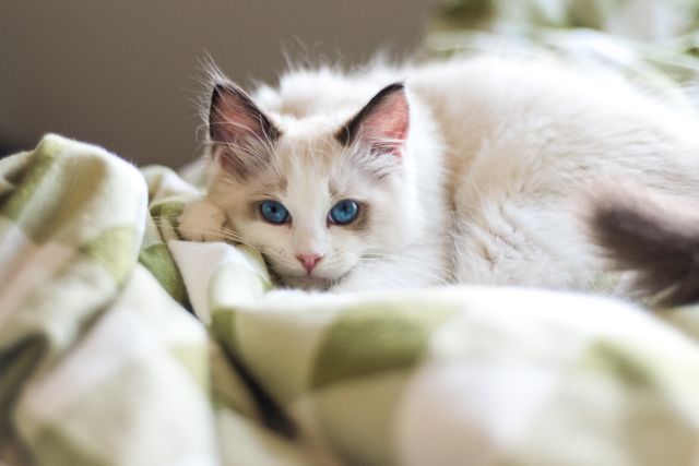 A cat with mild eye and nose discharge typical of early cat flu resting on a blanket