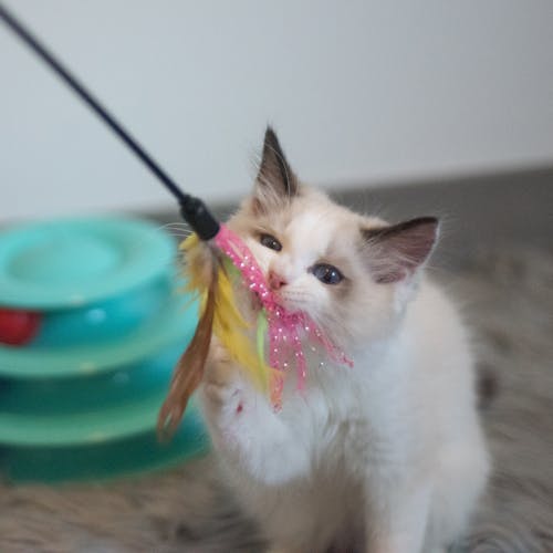 Photograph of a Ragdoll Kitten Playing with a Toy