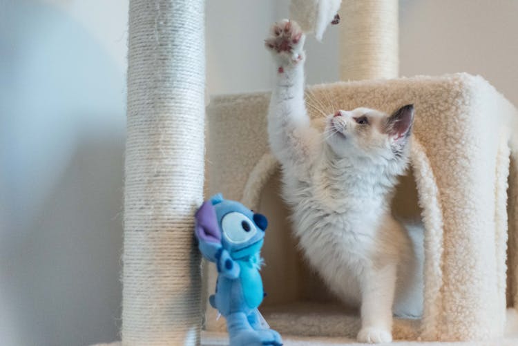 Cute Kitten Playing With Toys