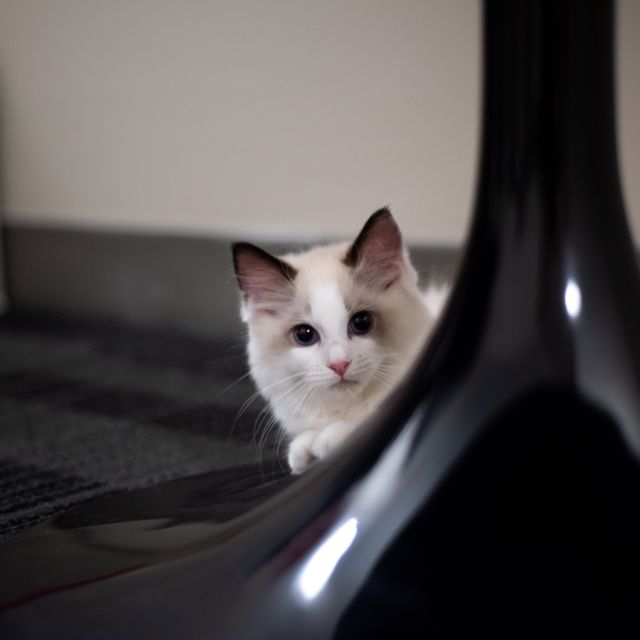 A cat resting quietly, the settled breathing every asthma plan works toward