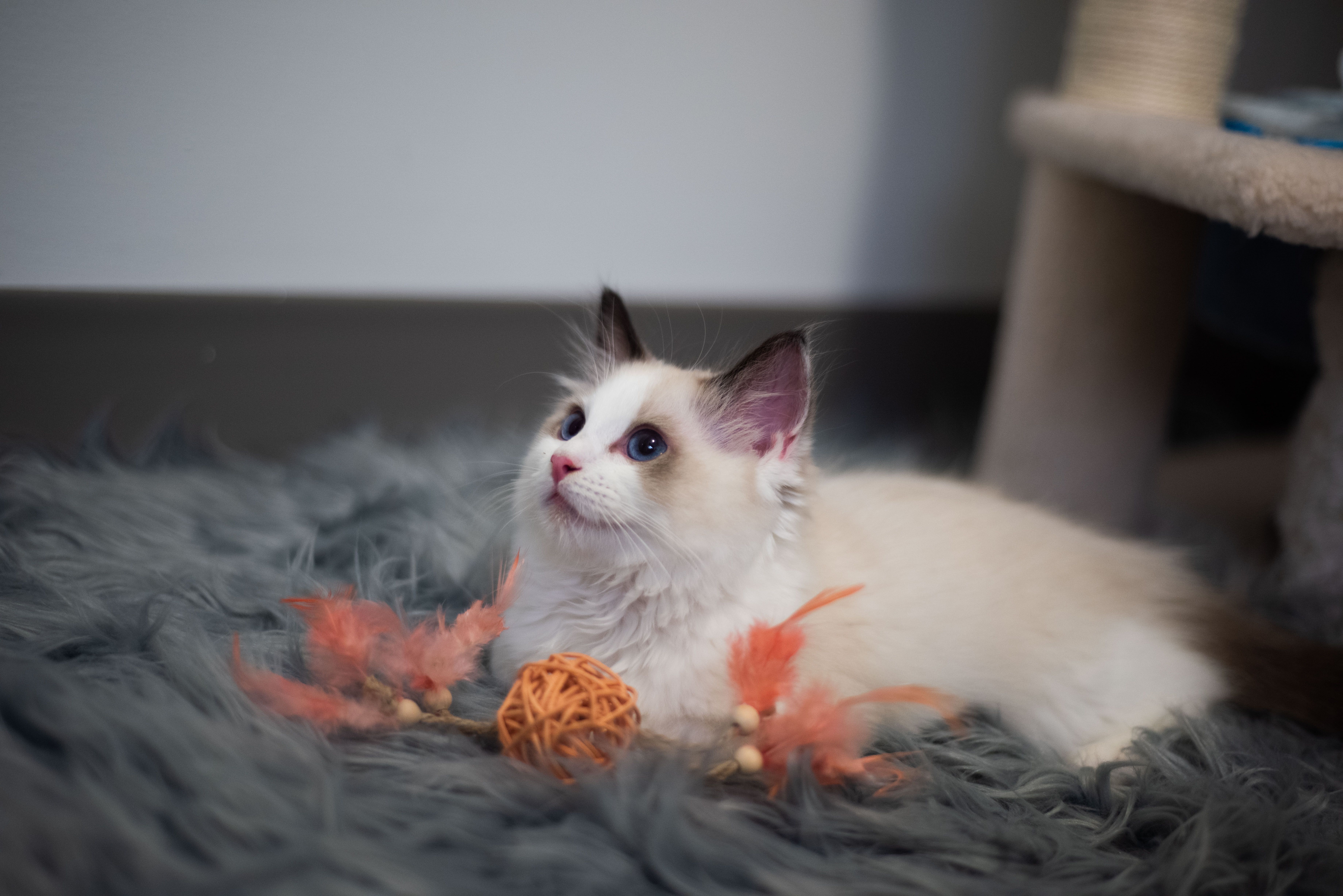 Giocattoli per animali