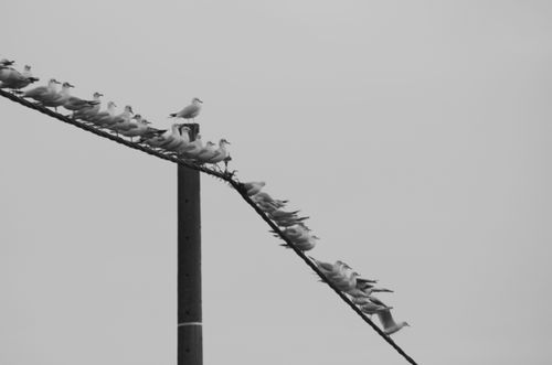 Free stock photo of birbs, cable, column Stock Photo