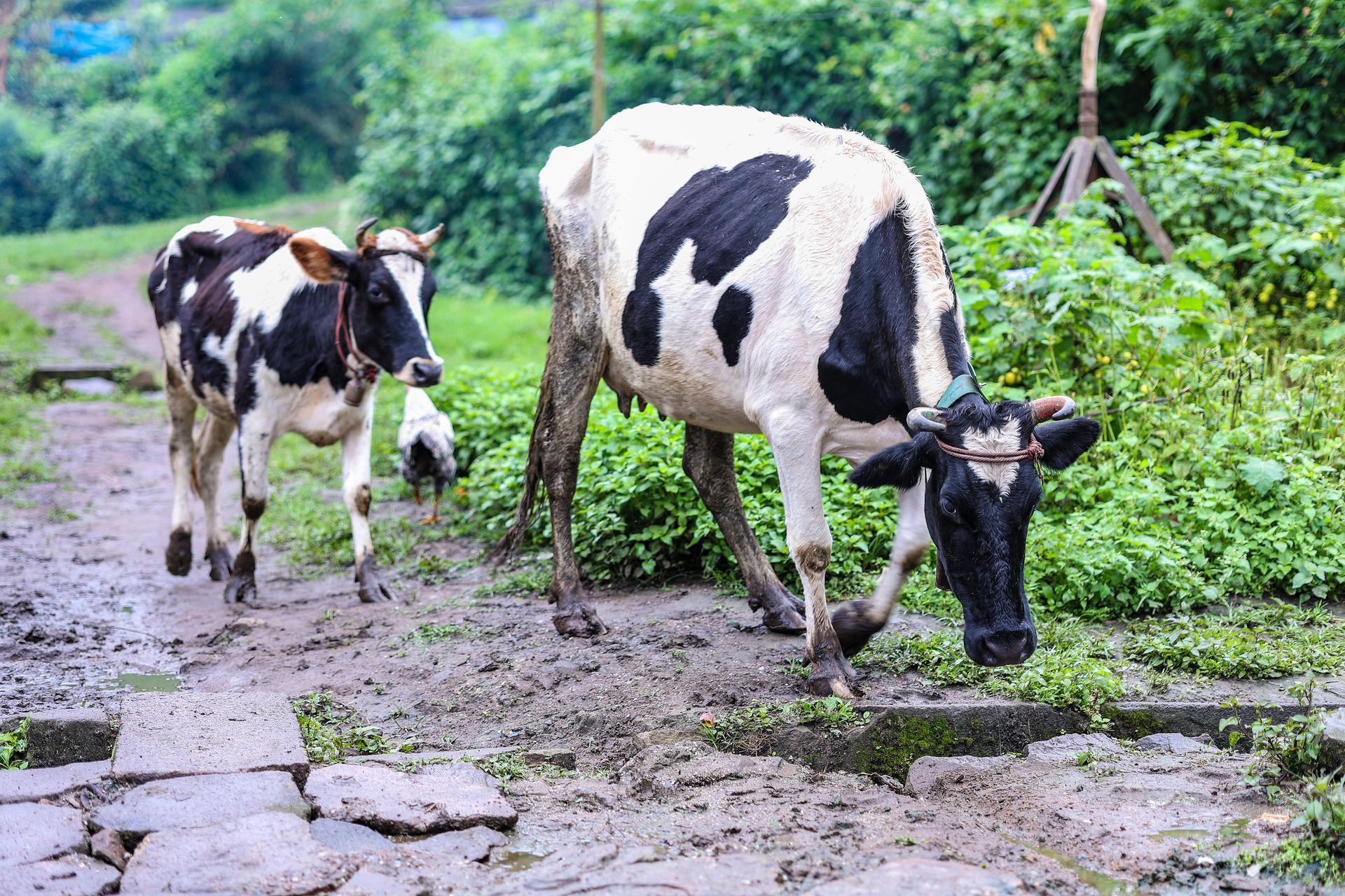 Black and white dairy cows walking in the green landscape of Megamalai, India, showcasing rural farm life.
