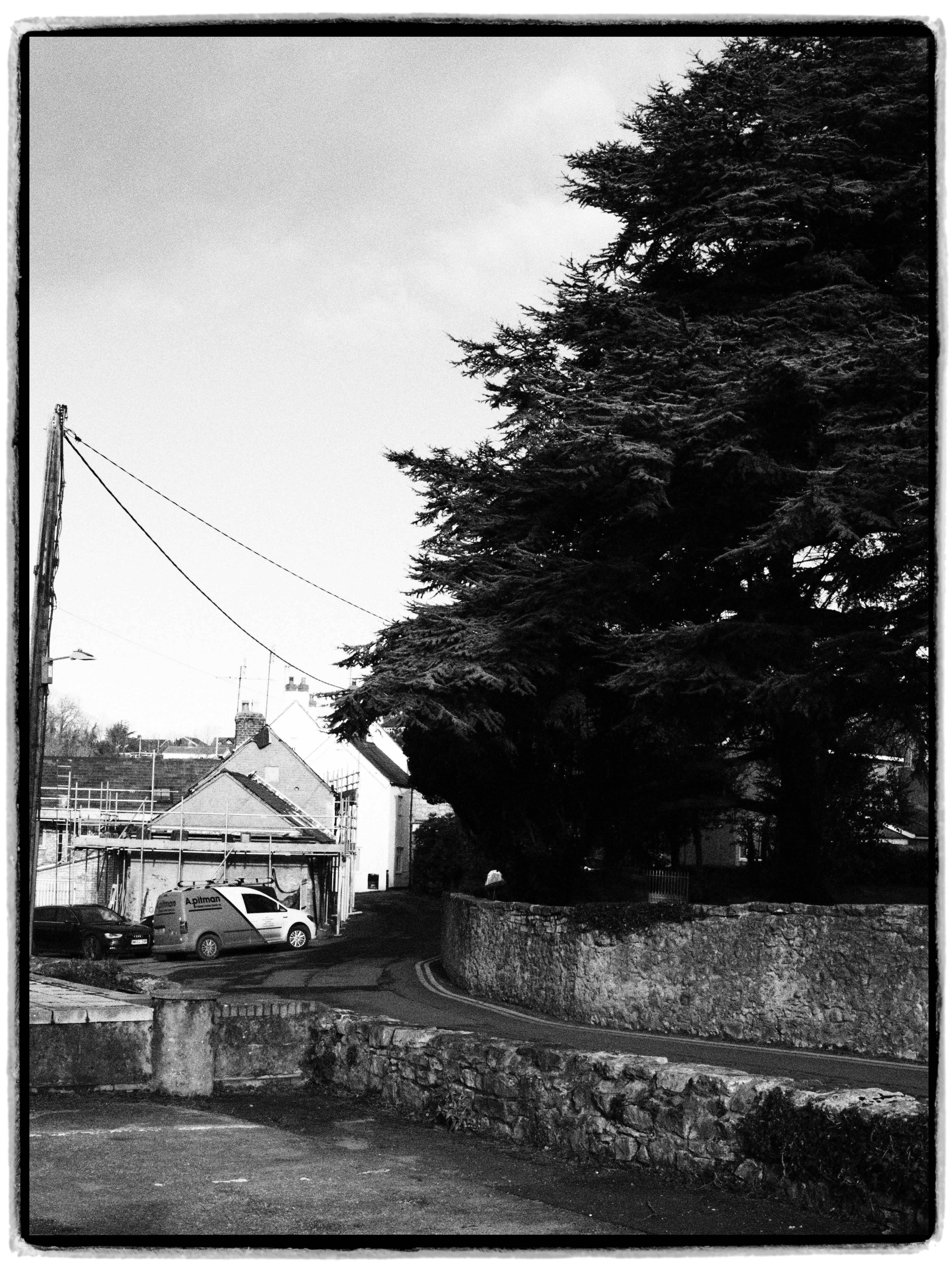 Free A black and white photo of an urban street with large trees and buildings. Stock Photo