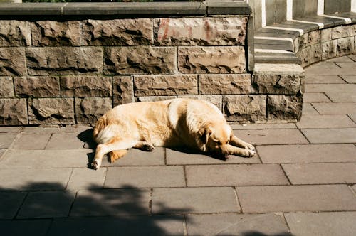 Безкоштовне стокове фото на тему «бетонна підлога, собака, спальний» стокове фото