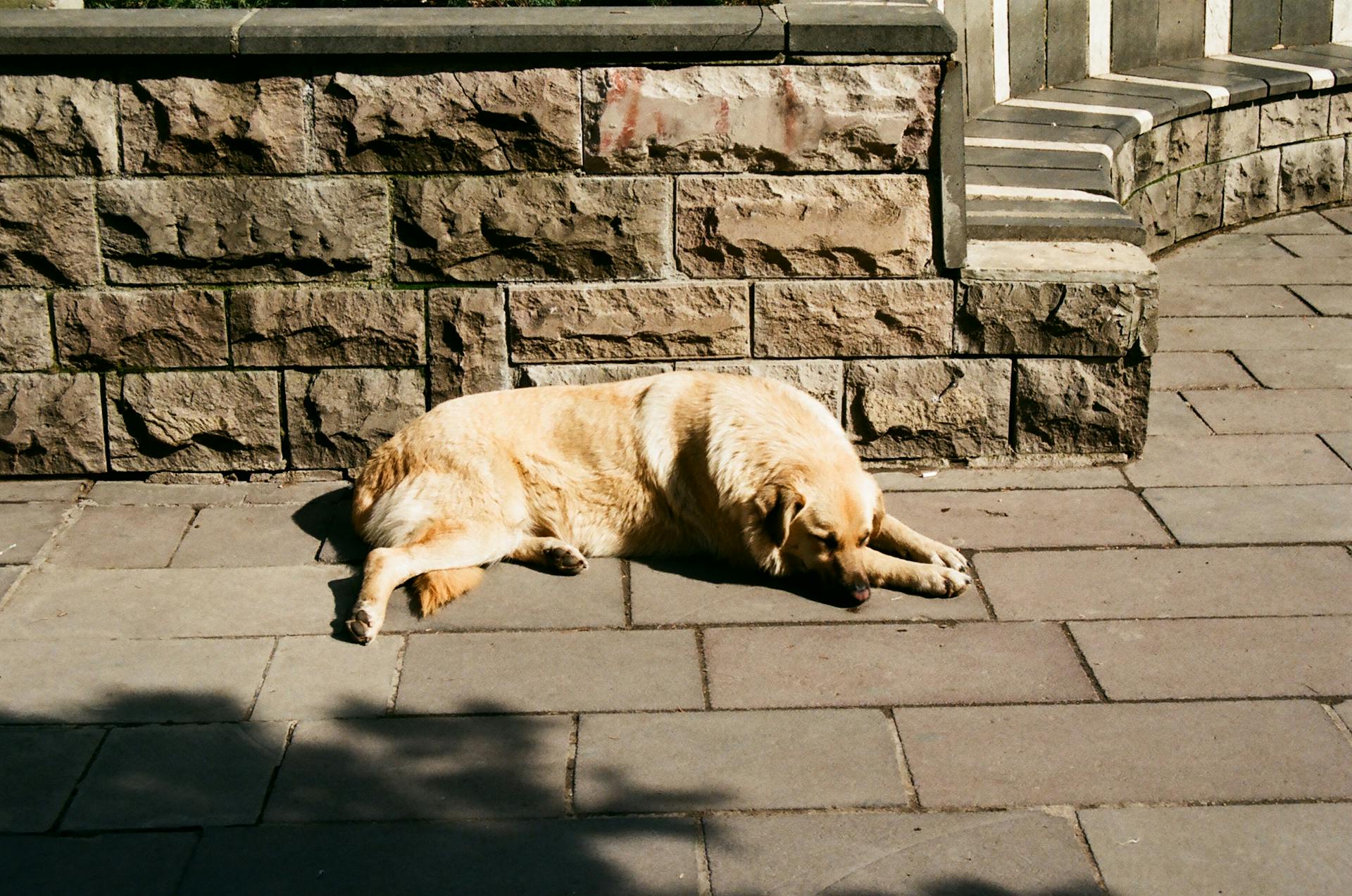 A Dog Lying Down on the Concrete Floor