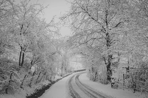 Grayscale Photography of Snow Covered Road Between Trees