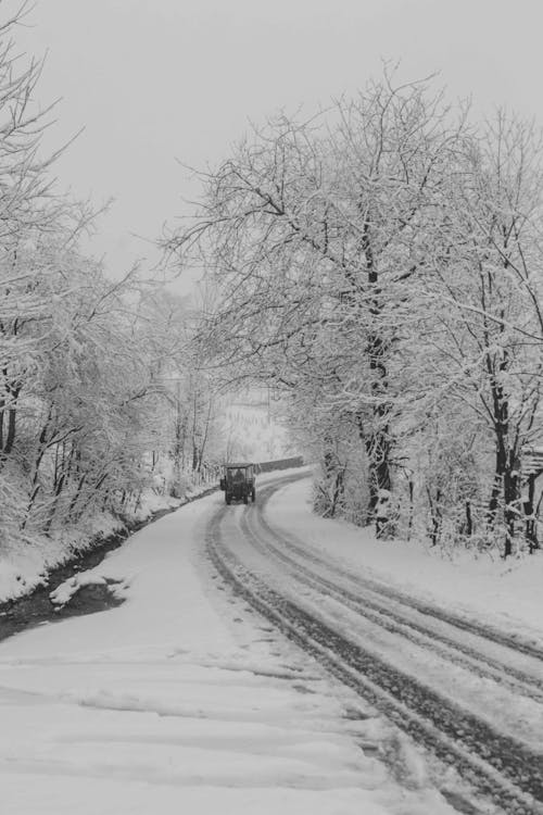 Grayscale Photo of a Road Between Snow-Covered Trees