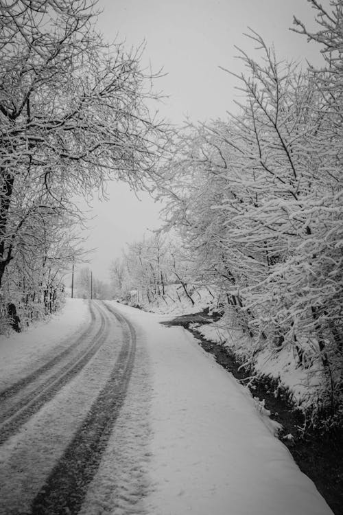 Road Between Trees in Grayscale Photography
