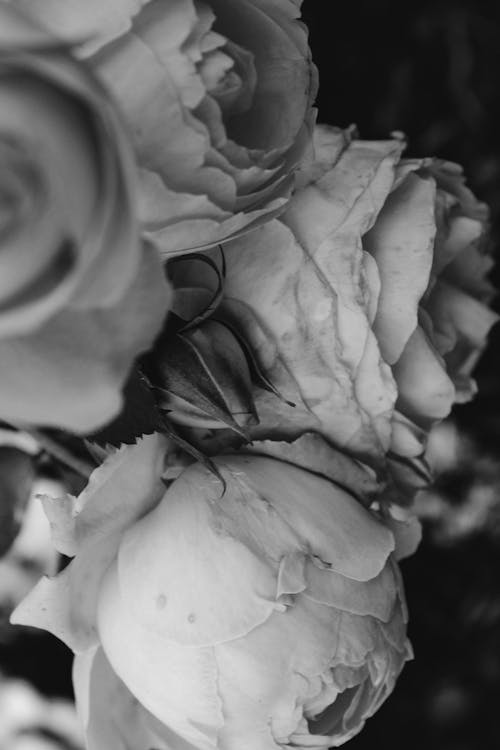 Greyscale Photo of Rose Flowers