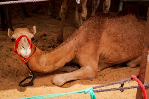 Free A Camel on Brown Sand Stock Photo