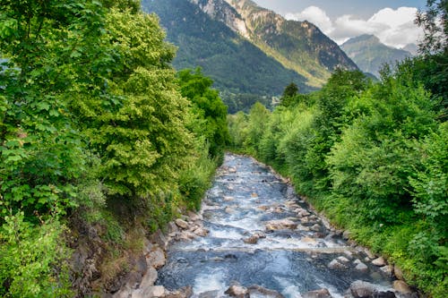 A River in a Forest