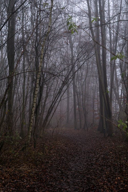 Forest with Bare Trees and Fog