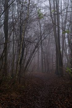 A serene, foggy forest path in autumn with bare trees and fallen leaves.