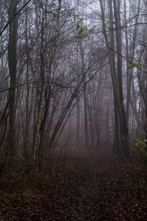 Free A serene, foggy forest path in autumn with bare trees and fallen leaves. Stock Photo