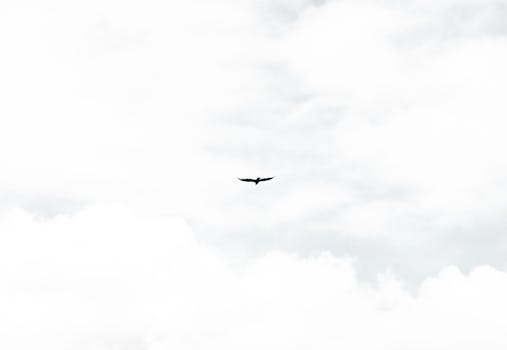 A lone bird gliding through the clouds, symbolizing freedom and peacefulness.