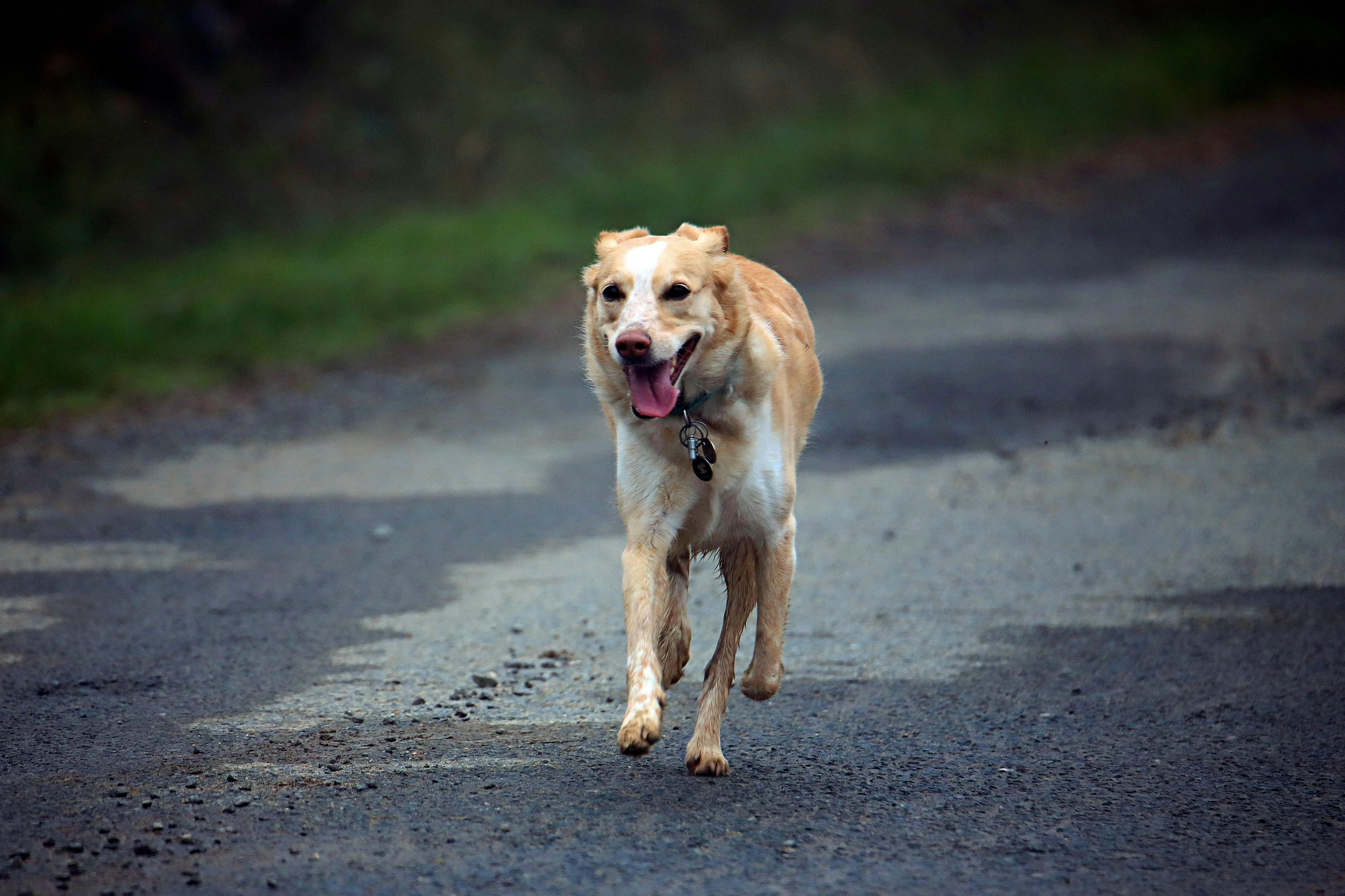 can dogs run on the road