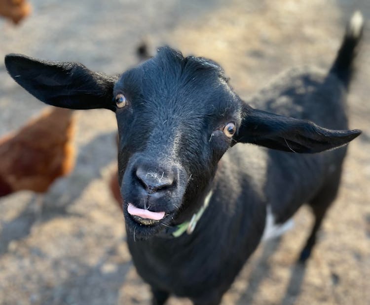 Black Goat Sticking Its Tongue Out