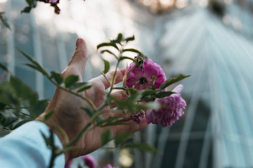 Fotobanka s bezplatnými fotkami na tému dotýkanie, príroda, purpurové kvety