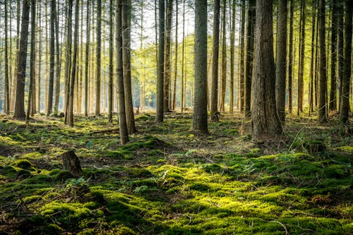 Gratis stockfoto met bomen, Bos, buiten