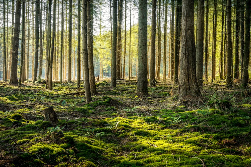 Forrest Photo by Bart Ros from Pexels