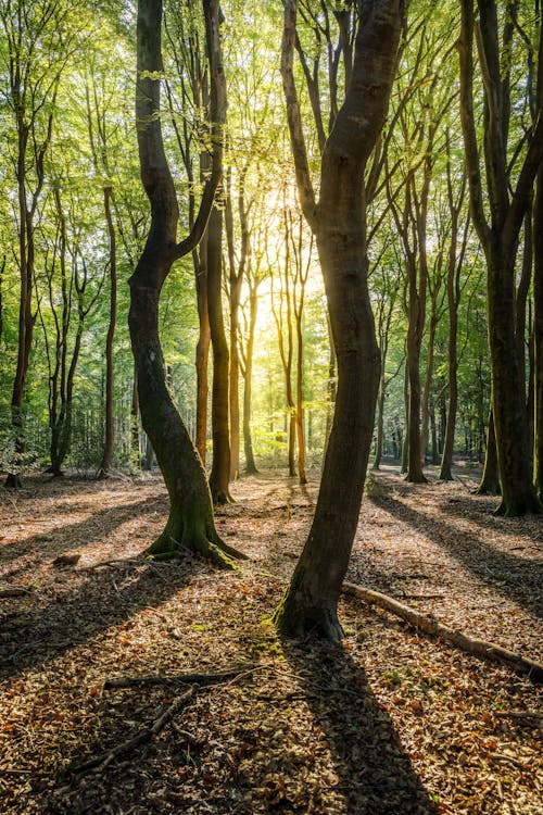 Gratis stockfoto met bloemen, bomen, Bos