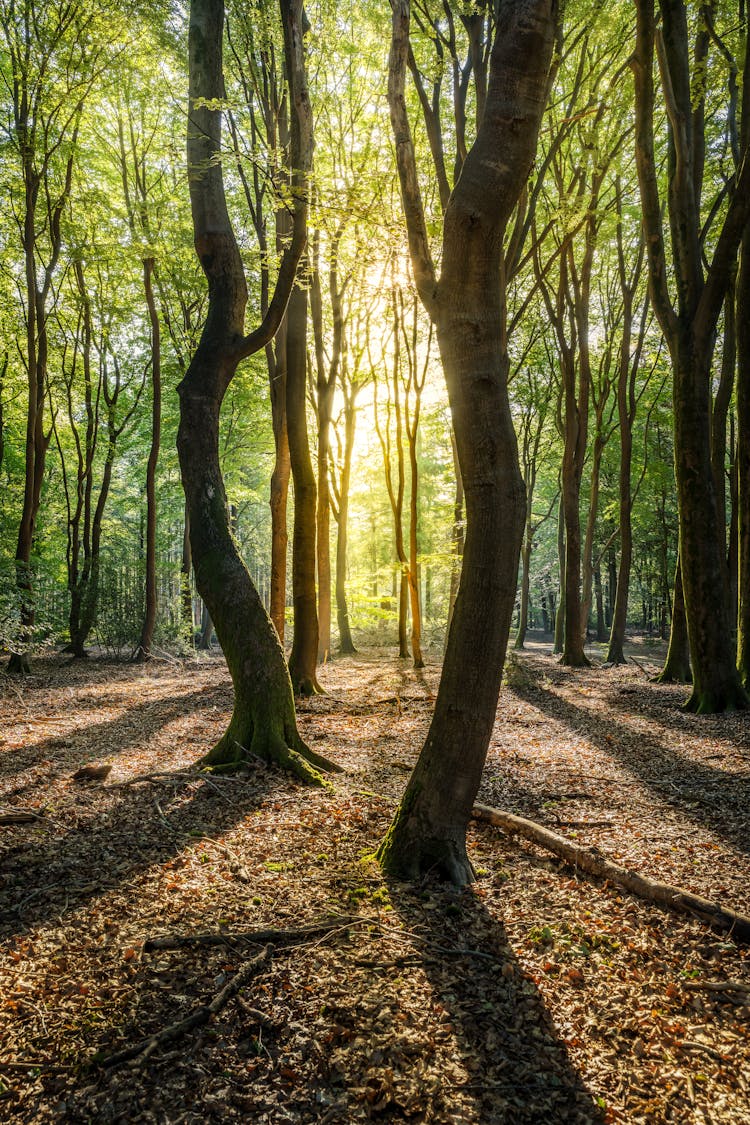 Brown Trees With Green Leaves