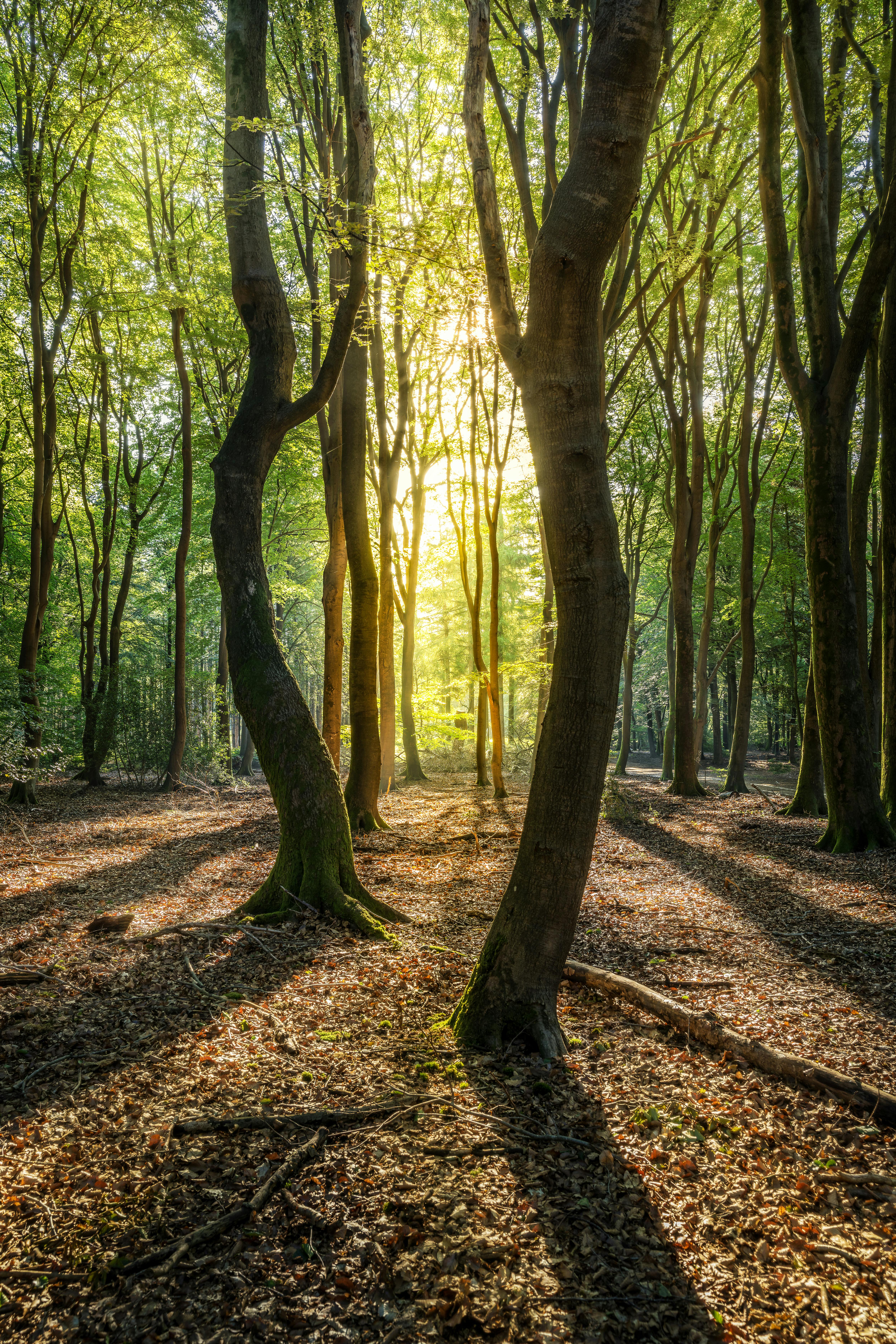 sunlight on trees