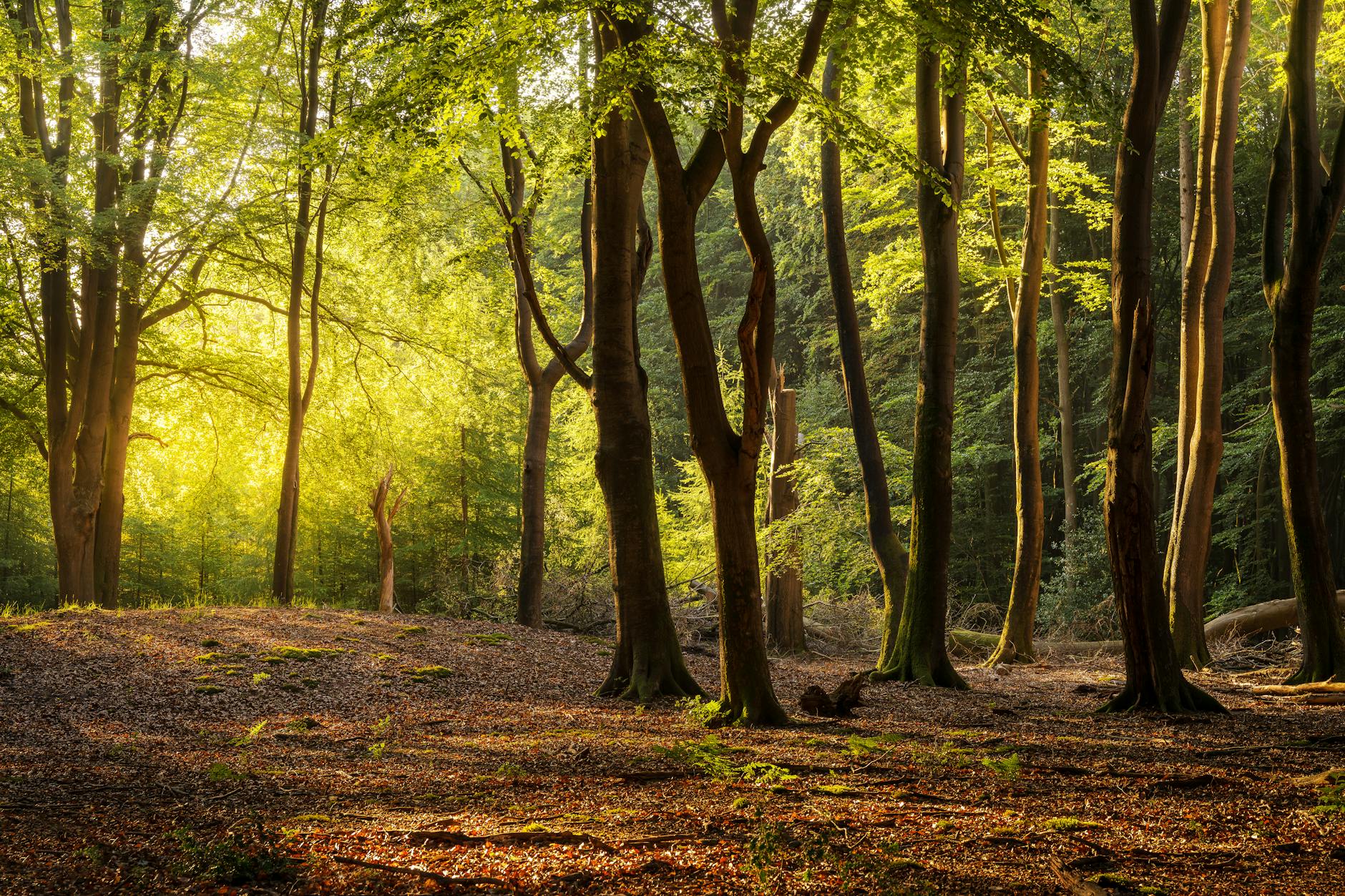 Forêt de hêtres baignée de lumière