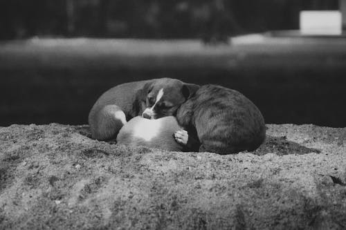 Foto stok gratis alam, anjing kecil, bersama