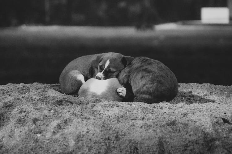 Cute Puppies Cuddle Together