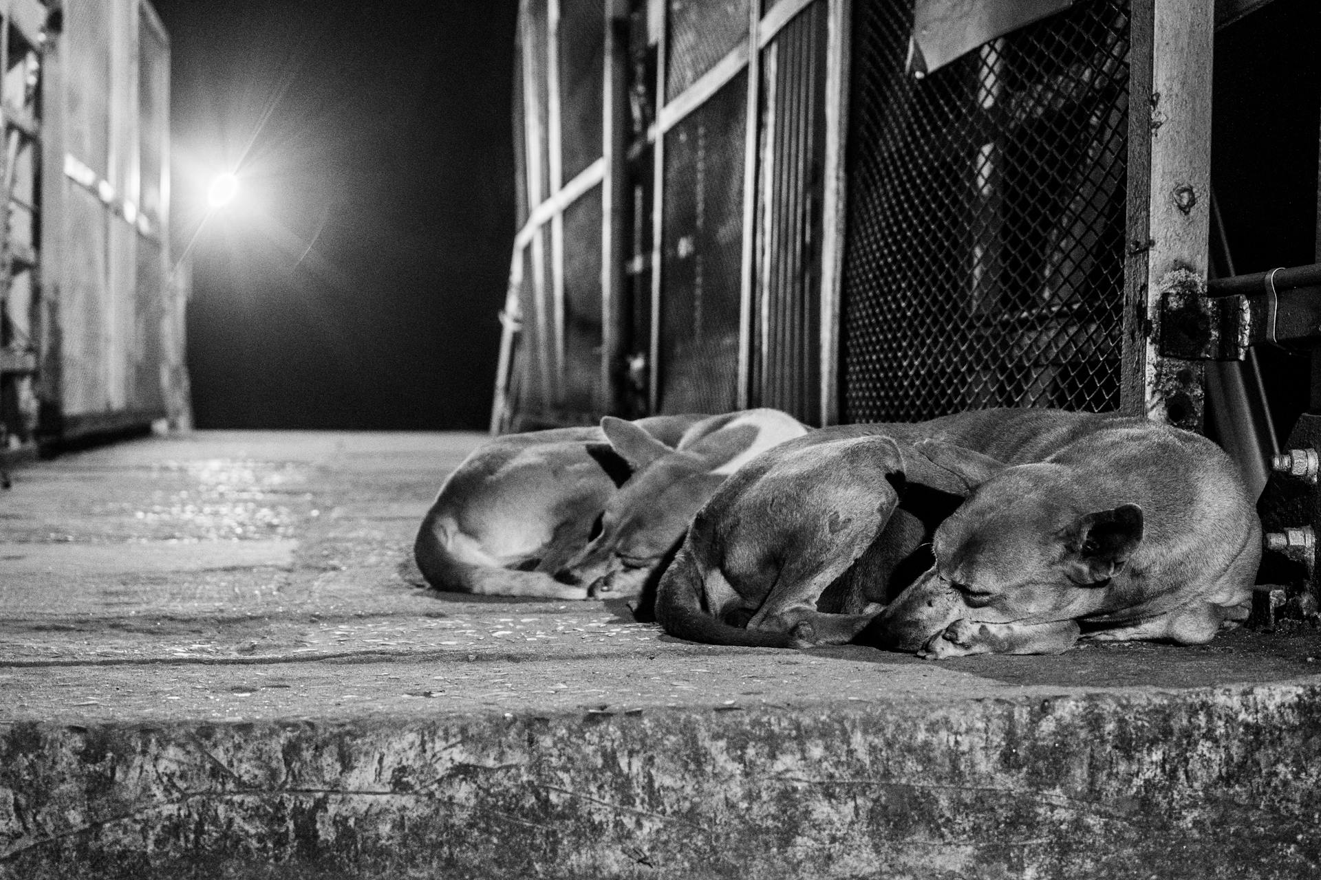 Two Dogs Sleeping on the Ground