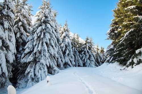 Snow Covered Pine Trees Under the Blue Sky