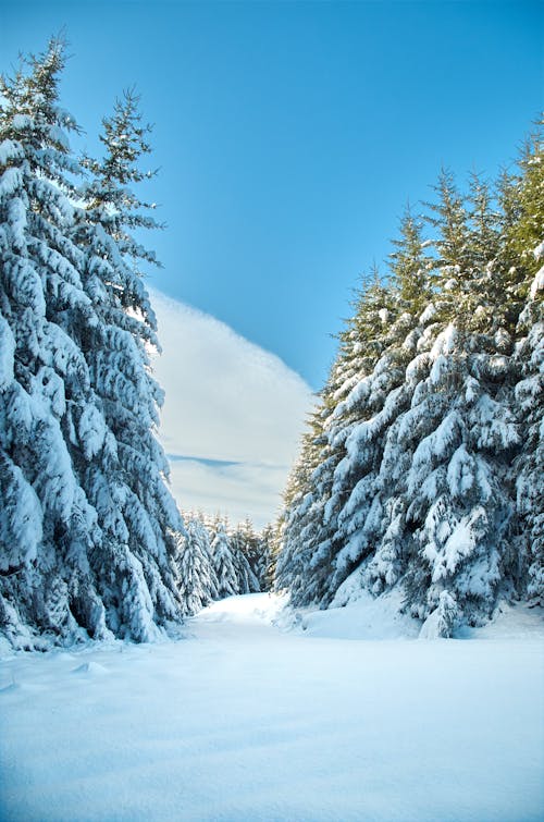 Imagine de stoc gratuită din acoperit de zăpadă, arbori, brad