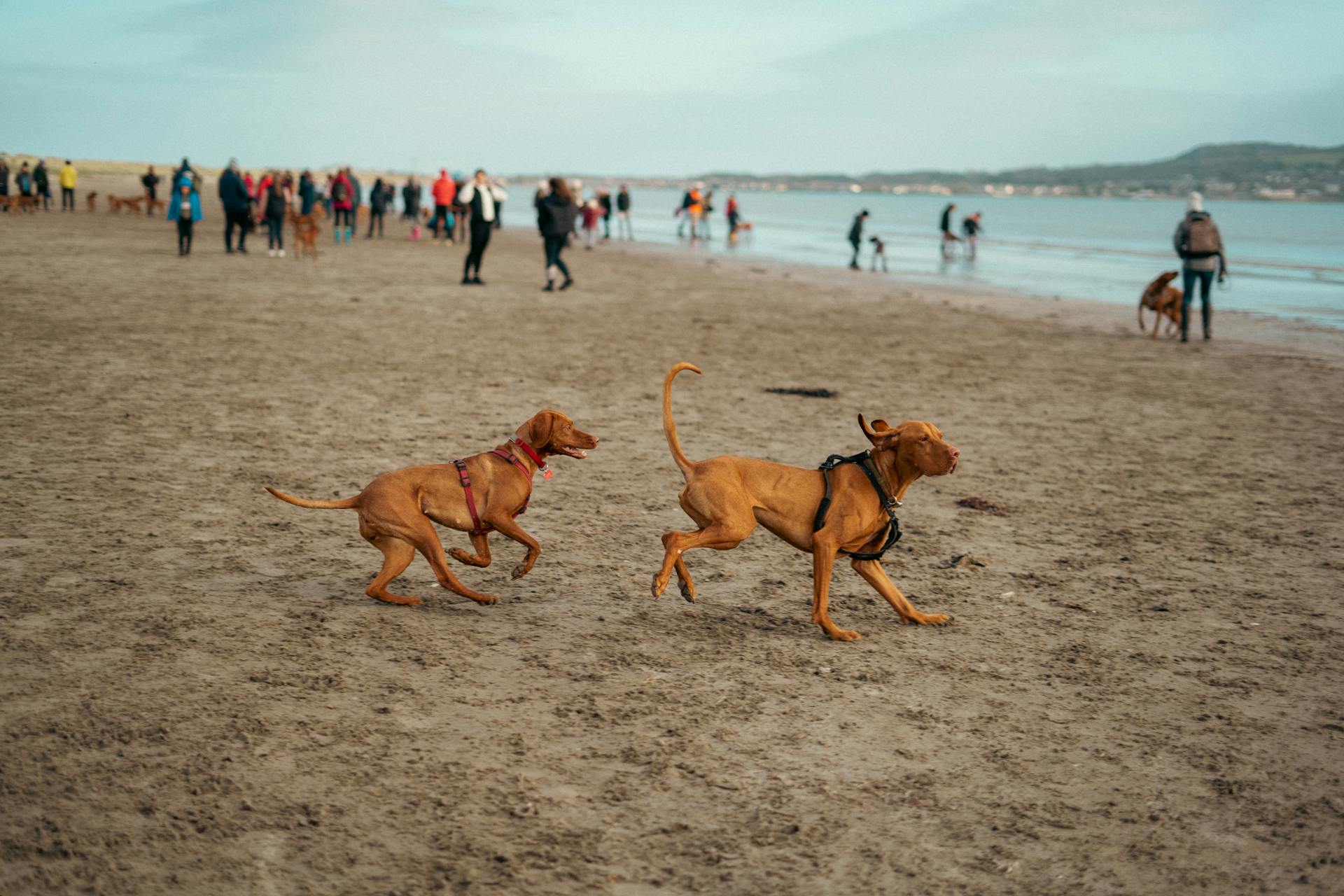 Dogs Running on a Beach