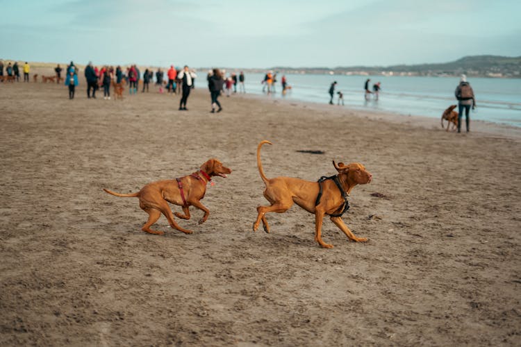 Dogs Running On A Beach