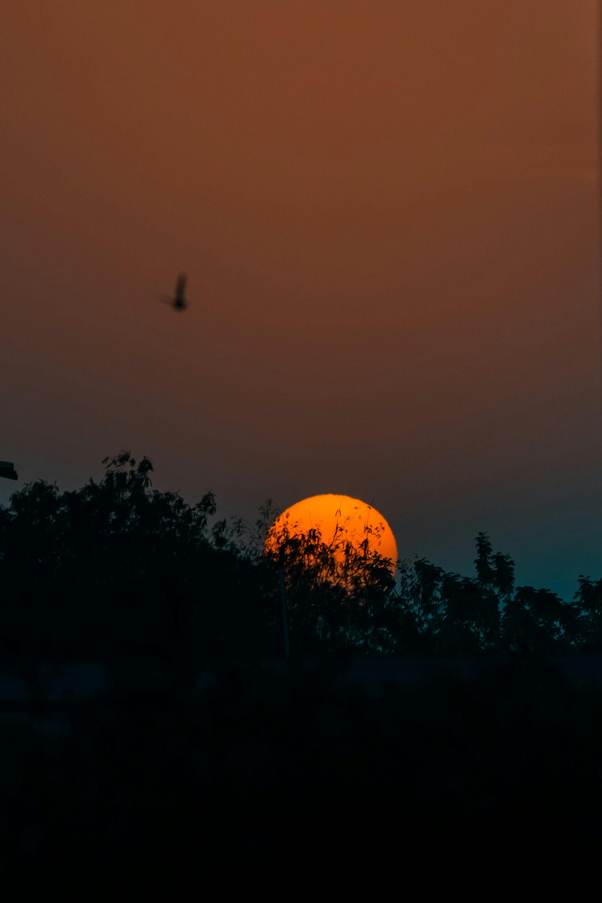 orange moon behind trees