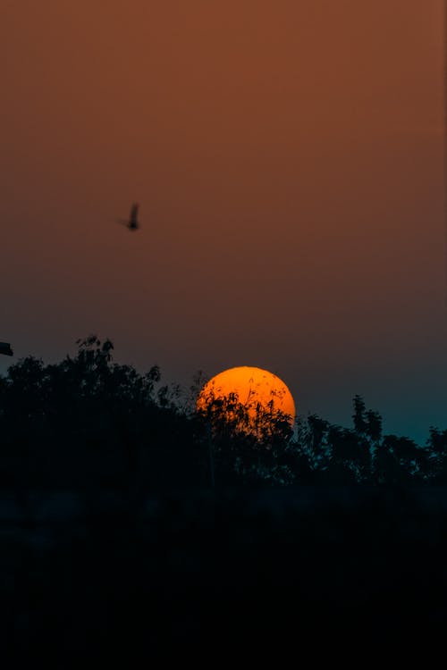 Free Orange Moon Behind Trees Stock Photo
